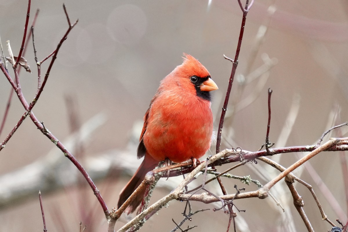 Northern Cardinal - ML645873515