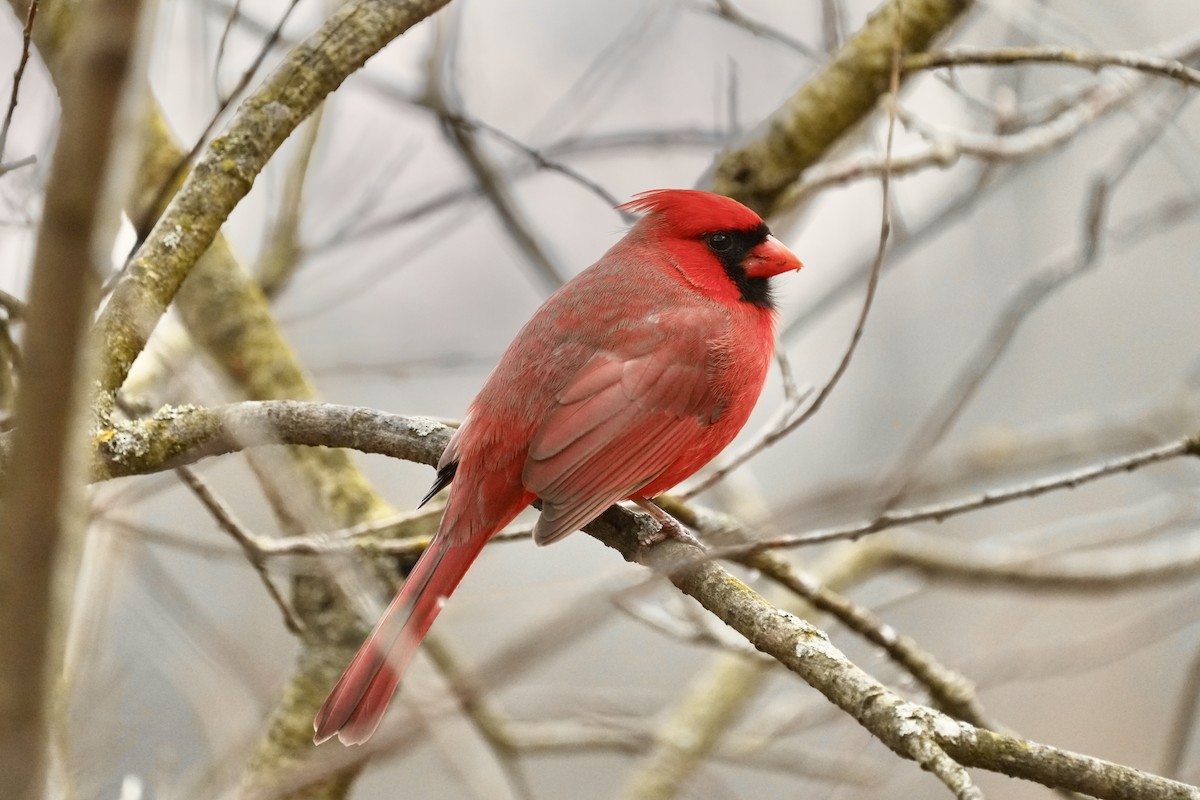 Northern Cardinal - ML645873516