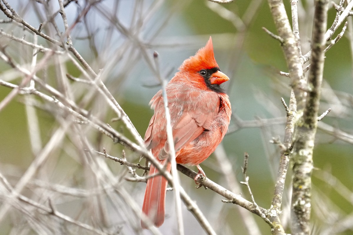 Northern Cardinal - ML645873517