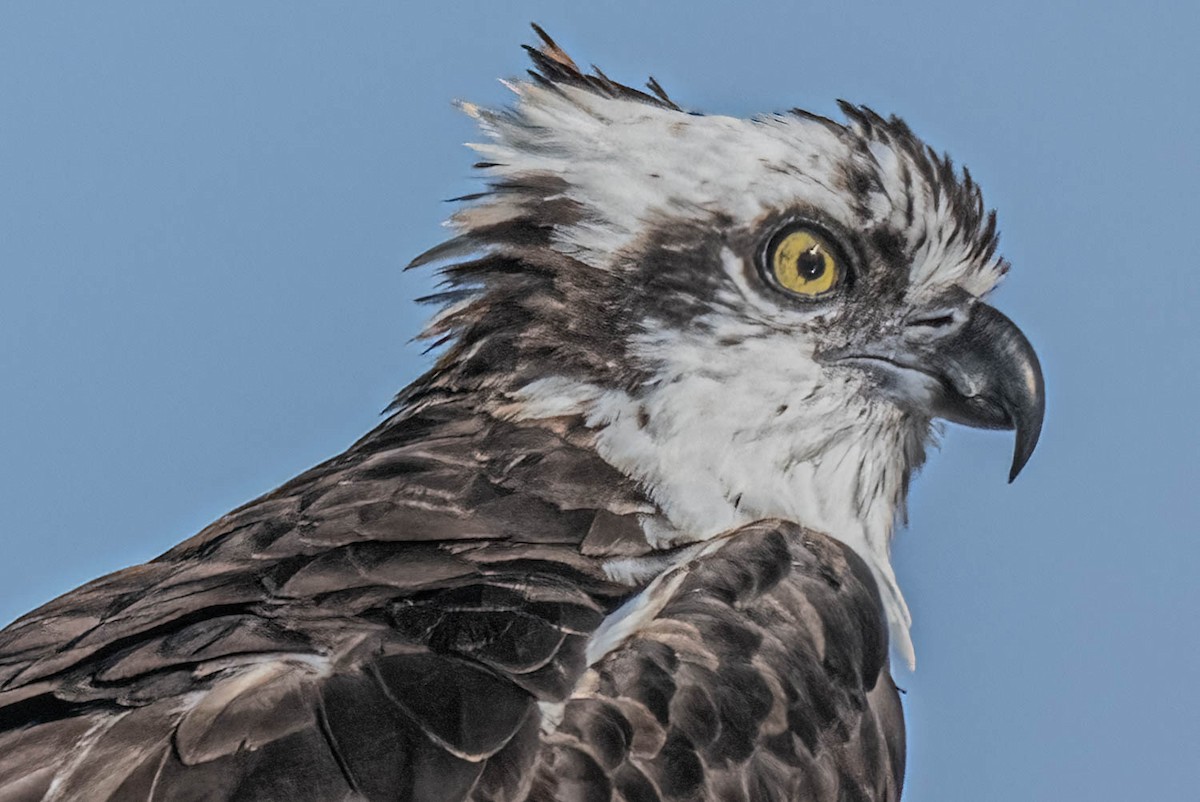 Osprey - ML645873530
