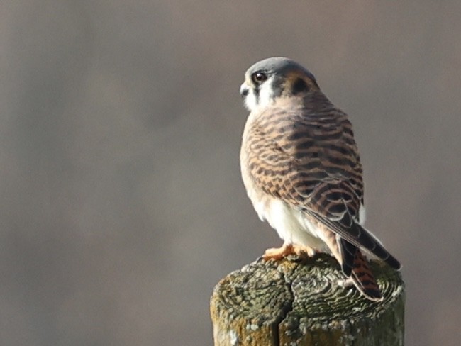 American Kestrel - ML645873533