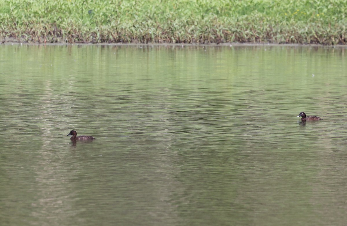 Porrón Australiano - ML645873534