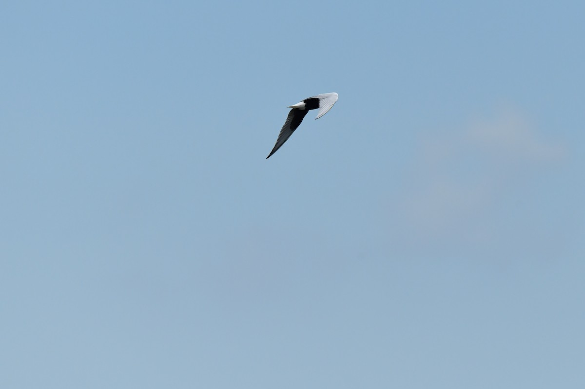 Fumarel Aliblanco - ML645873535