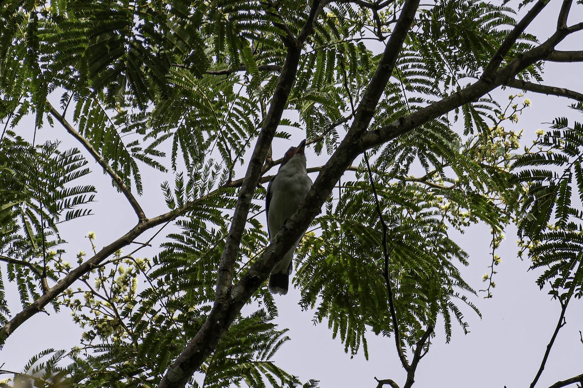 Titira Enmascarado - ML645873537