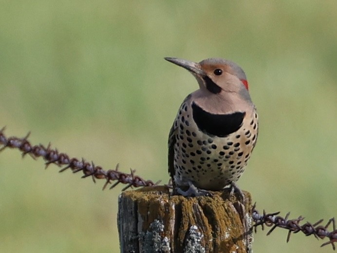 Carpintero Escapulario - ML645873540