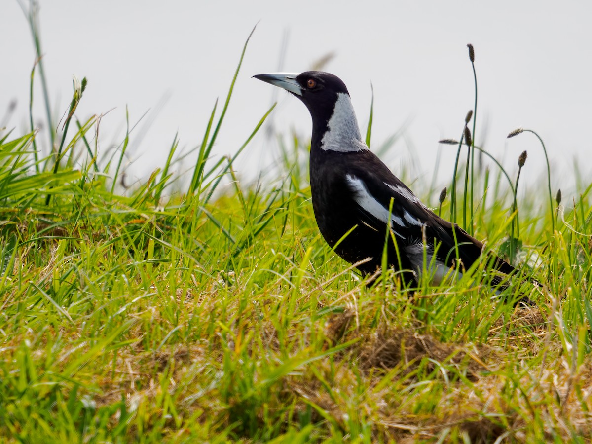 Verdugo Flautista - ML645873541