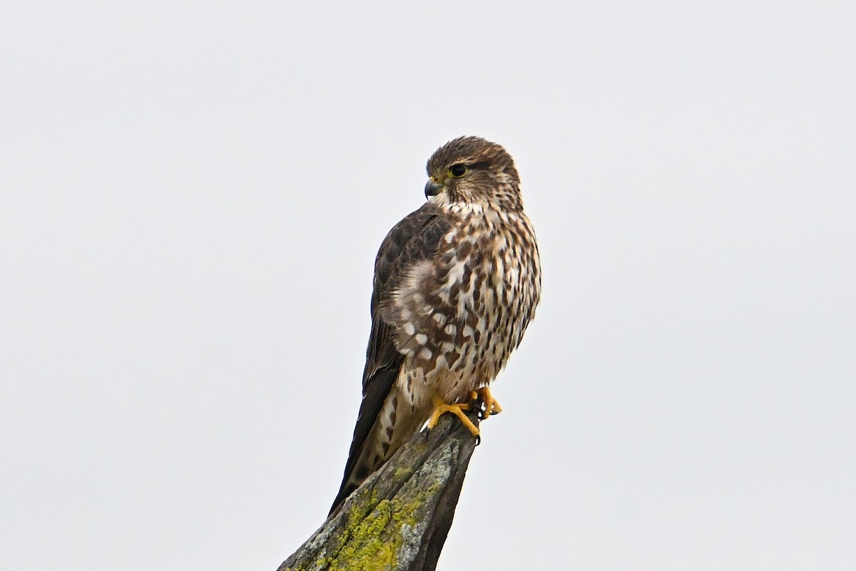 Esmerejón - ML645873542