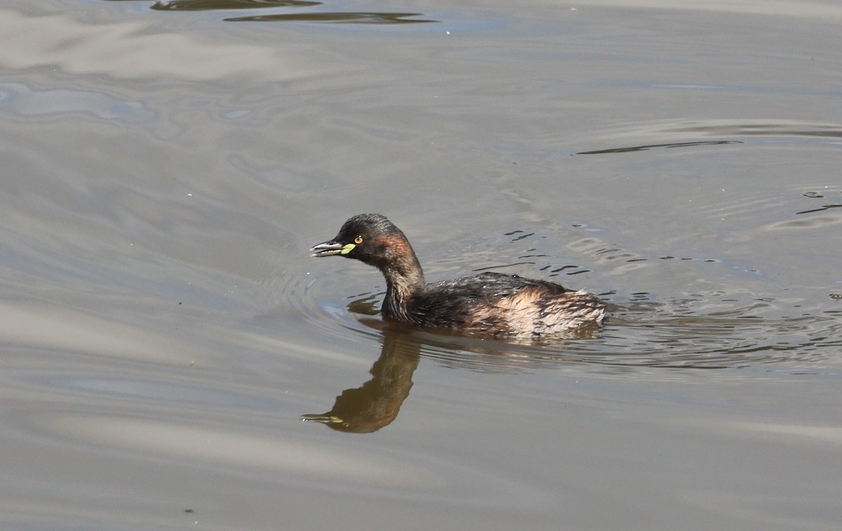 Zampullín Australiano - ML645873543