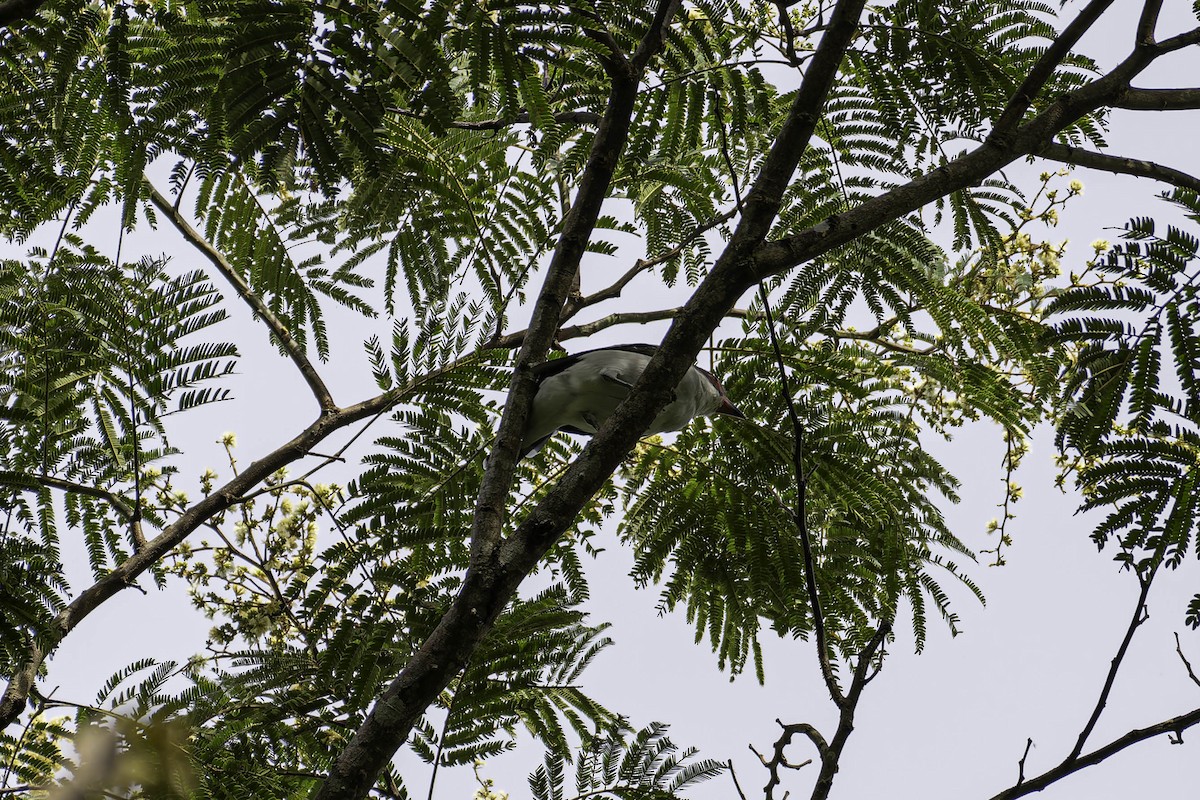 Titira Enmascarado - ML645873544