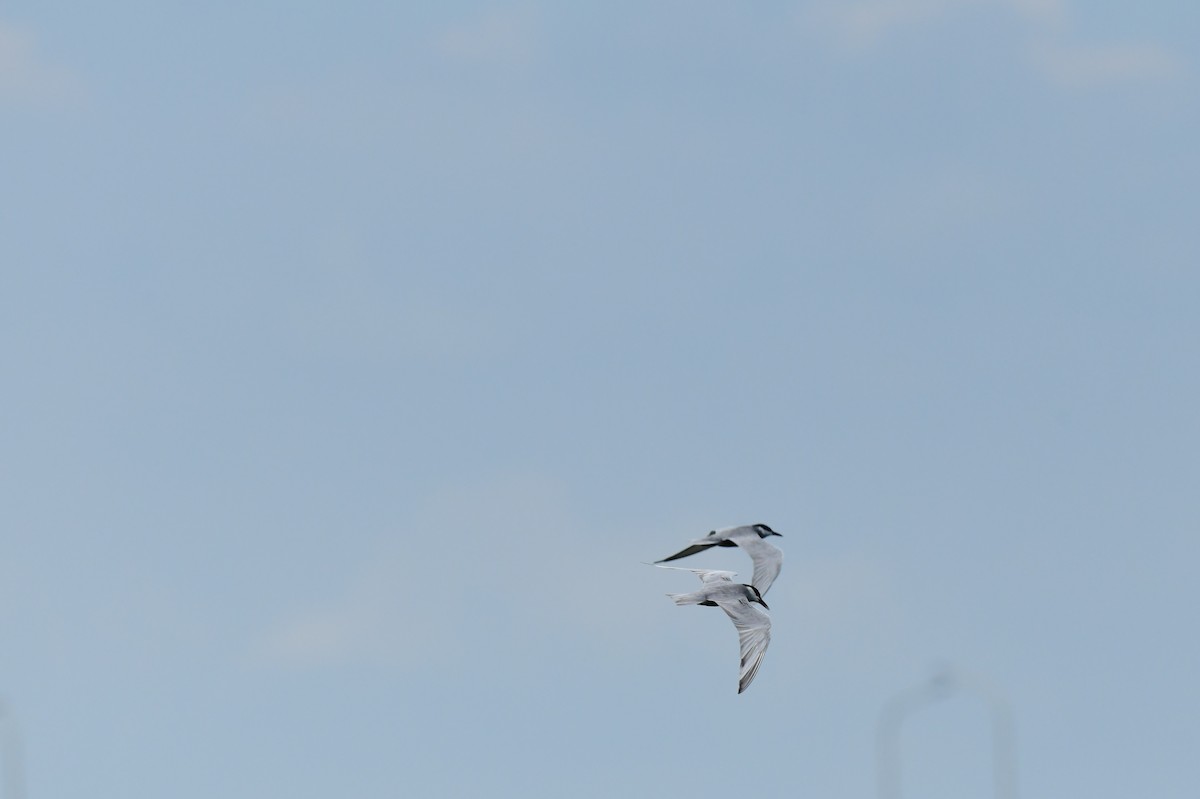 Fumarel Cariblanco - ML645873545