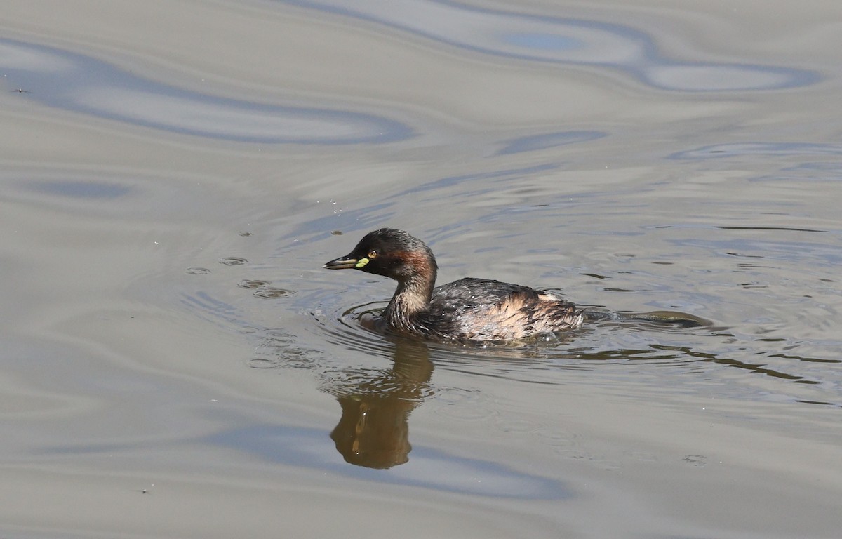 Zampullín Australiano - ML645873547