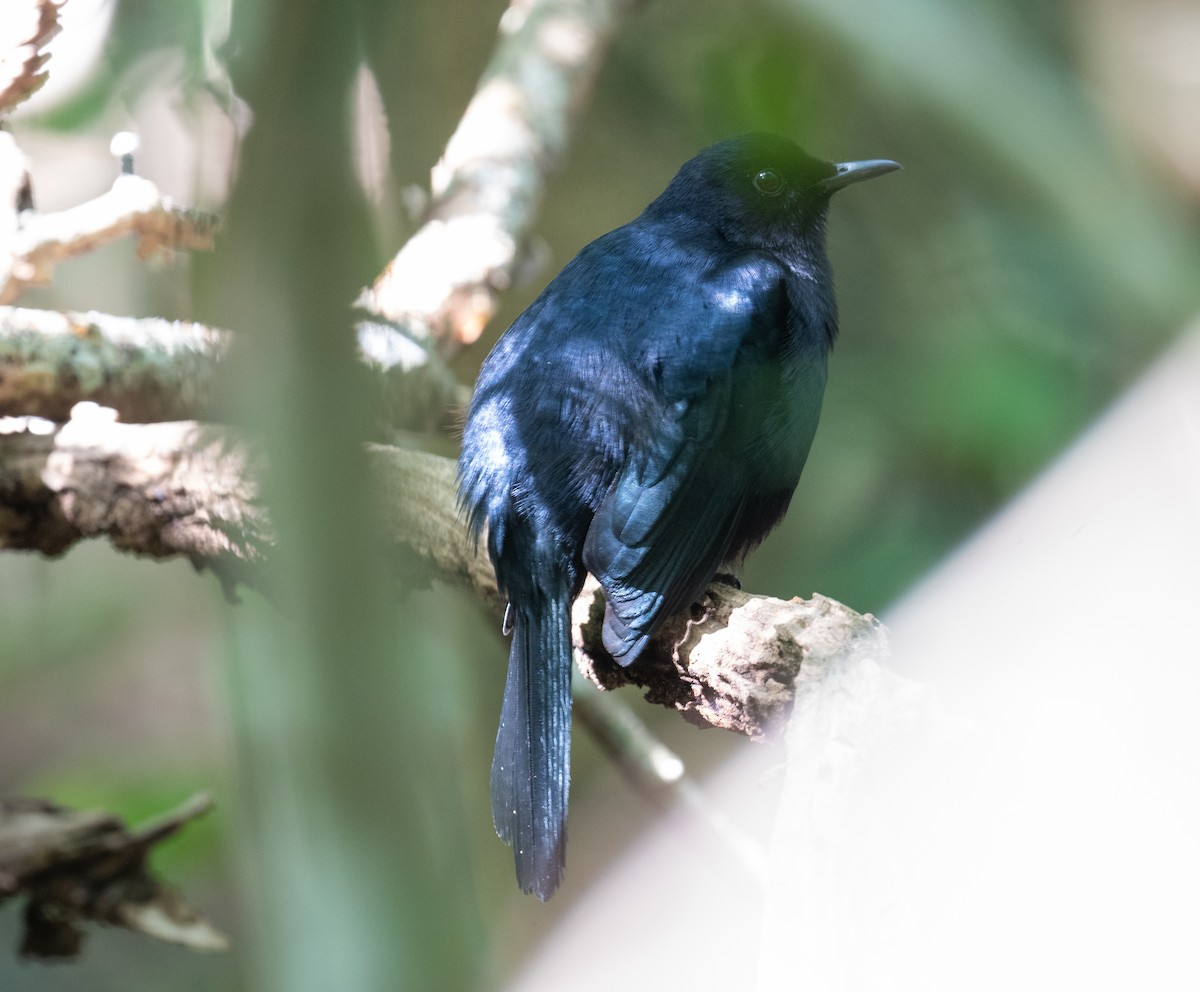 Pájaro Gato Negro - ML645873548