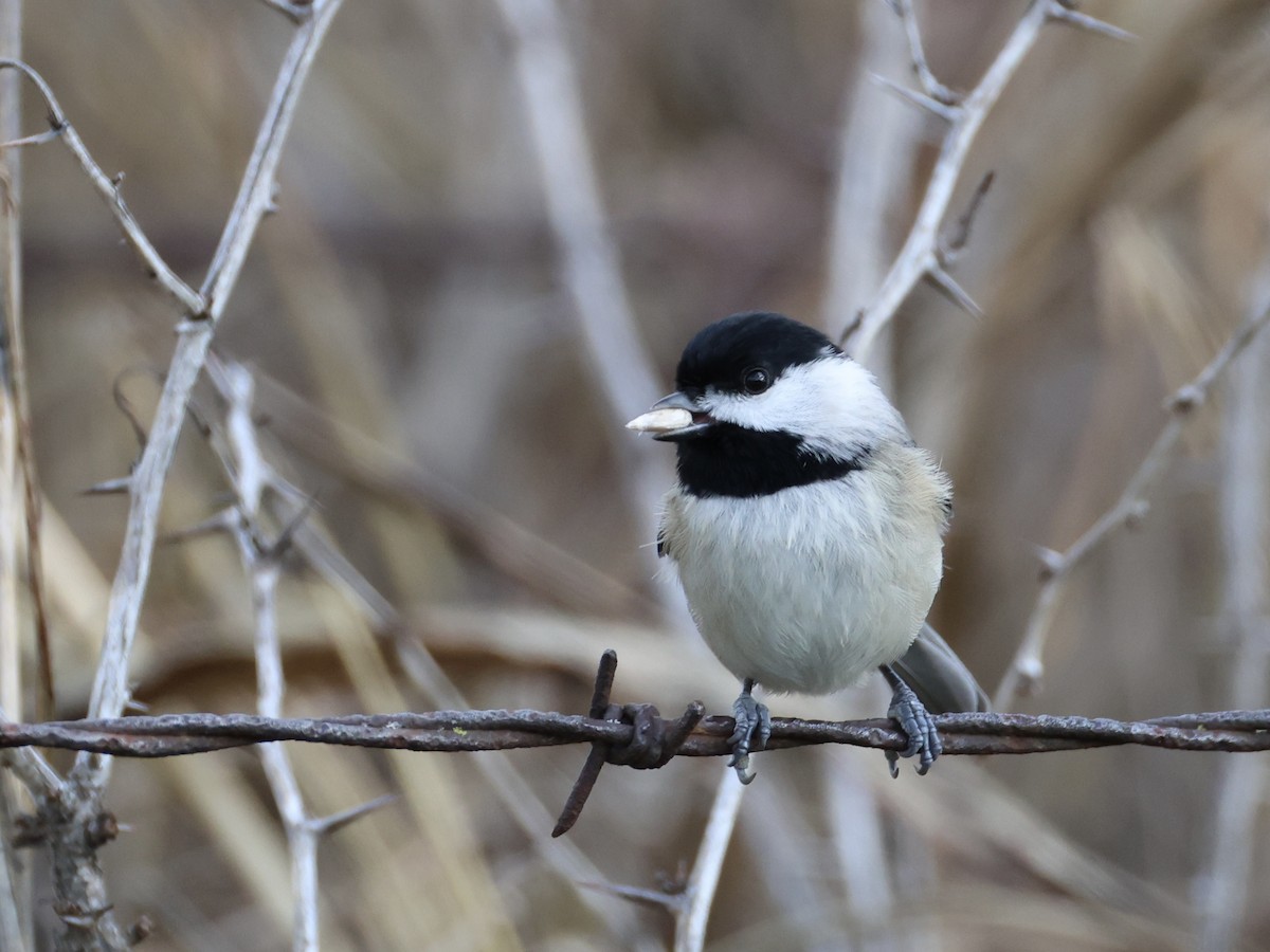 Carbonero de Carolina - ML645873549