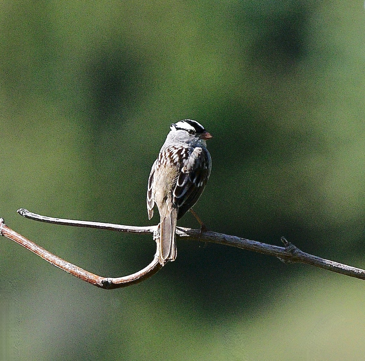Chingolo Coroniblanco - ML645873550