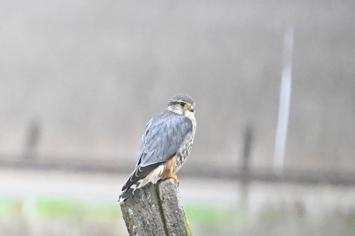 Esmerejón - ML645873551