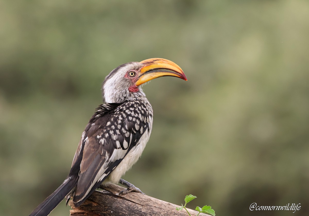 Toco Piquigualdo Sureño - ML645873552