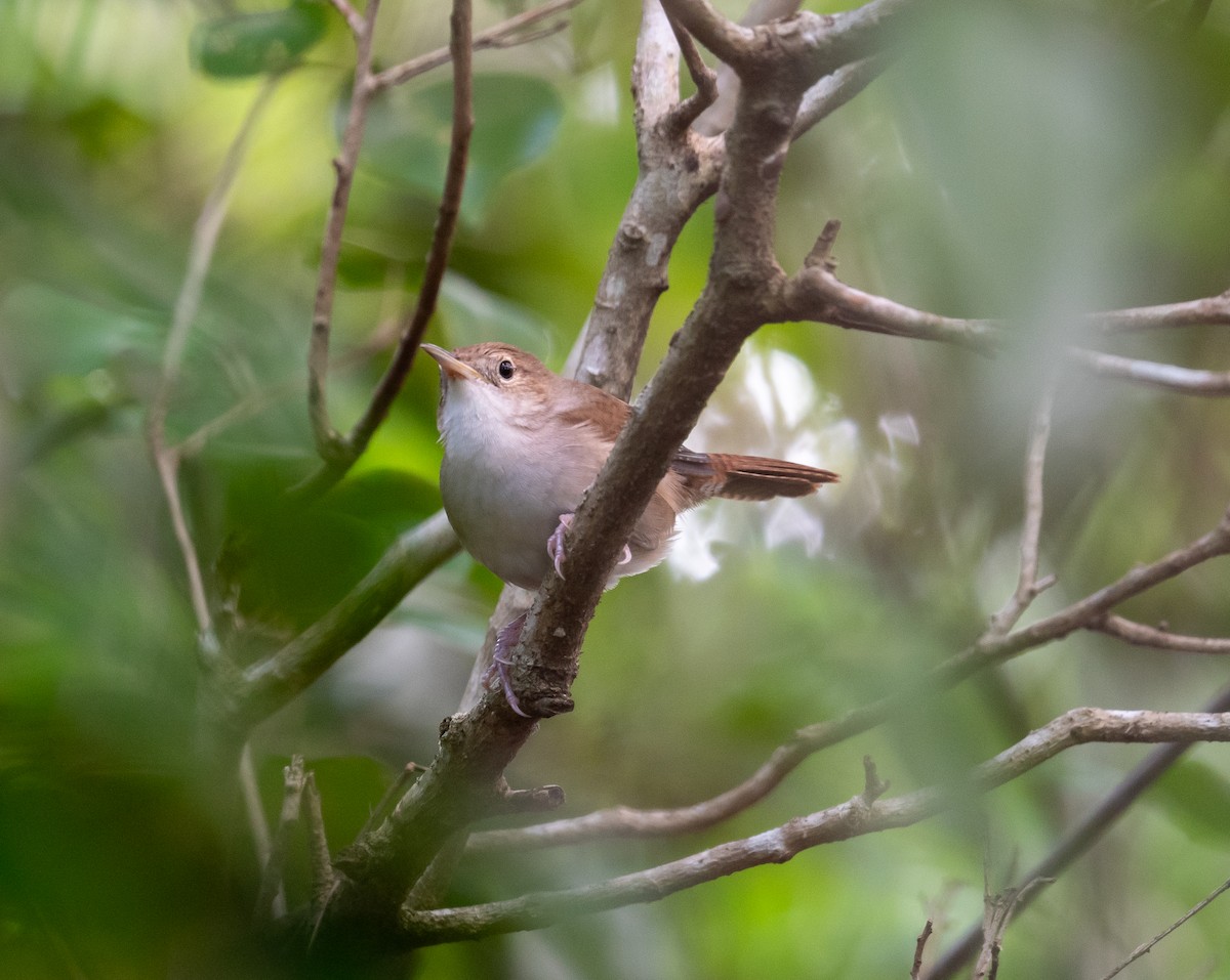 Chochín de Cozumel - ML645873553