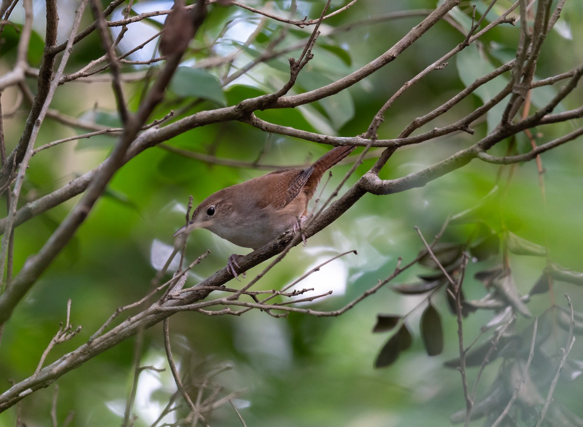 Chochín de Cozumel - ML645873554