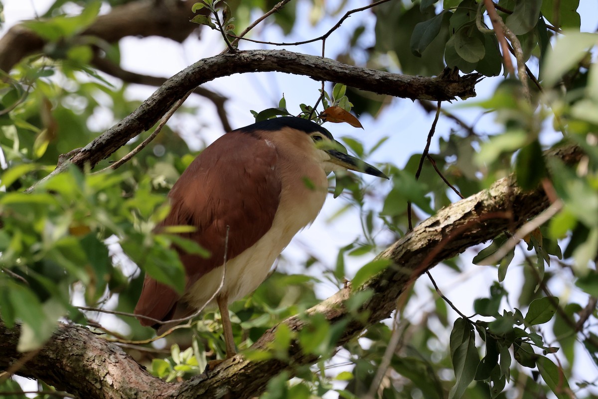 Martinete Canelo - ML645873555