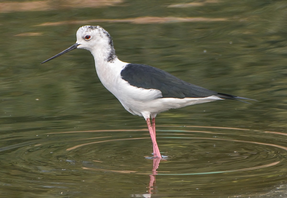 Cigüeñuela Común - ML645873556