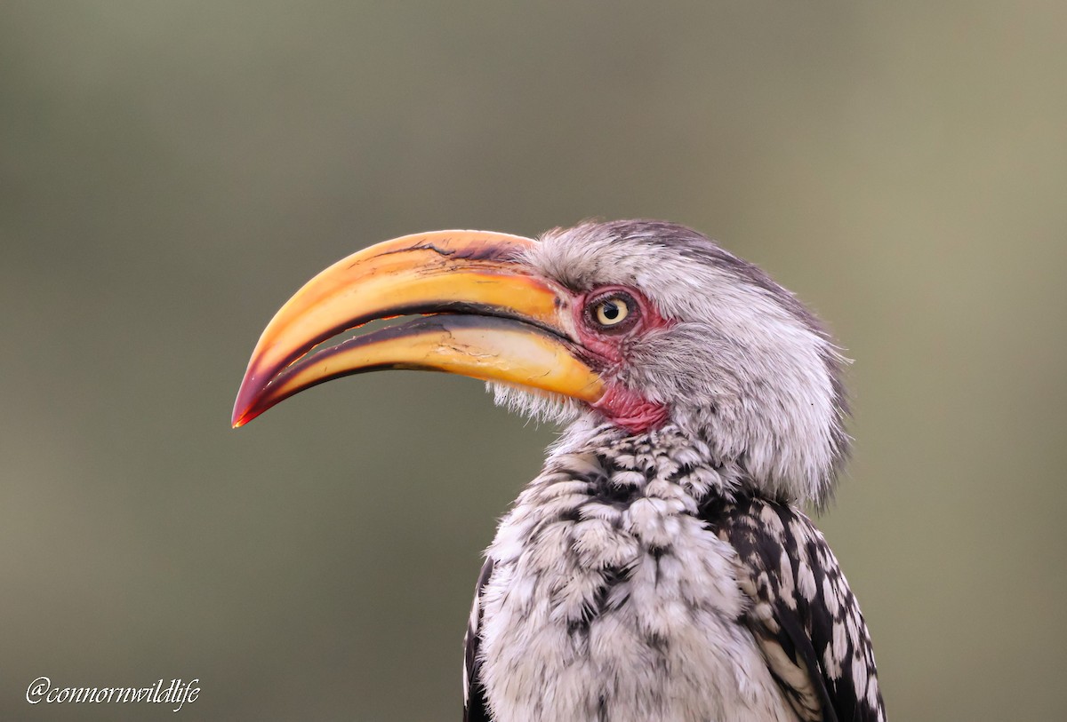 Toco Piquigualdo Sureño - ML645873557