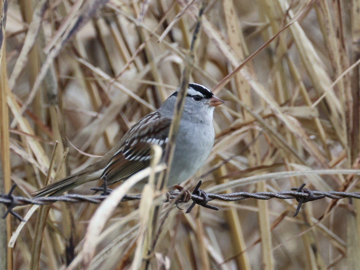 Chingolo Coroniblanco - ML645873558