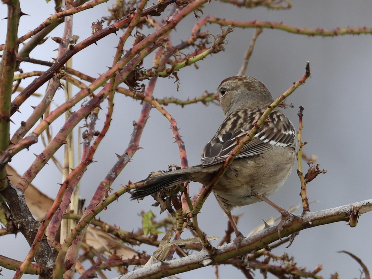 Chingolo Coroniblanco - ML645873559