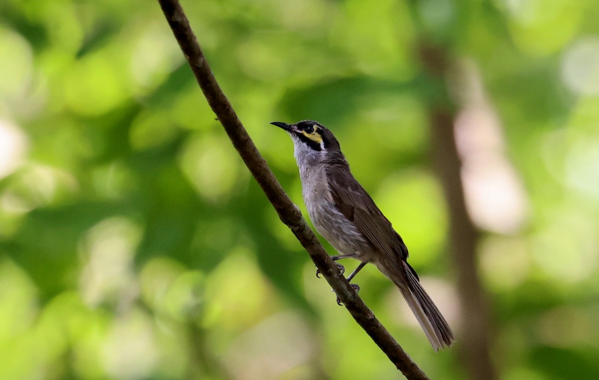 Mielero Carigualdo - ML645873560