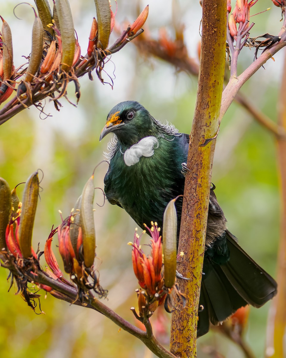 Mielero Tui - ML645873561