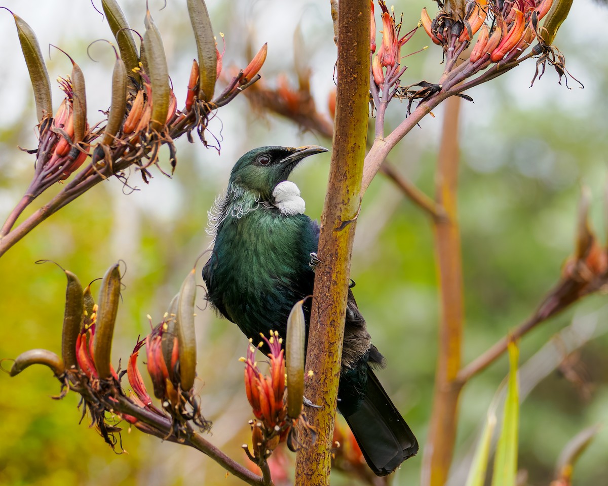 Mielero Tui - ML645873562