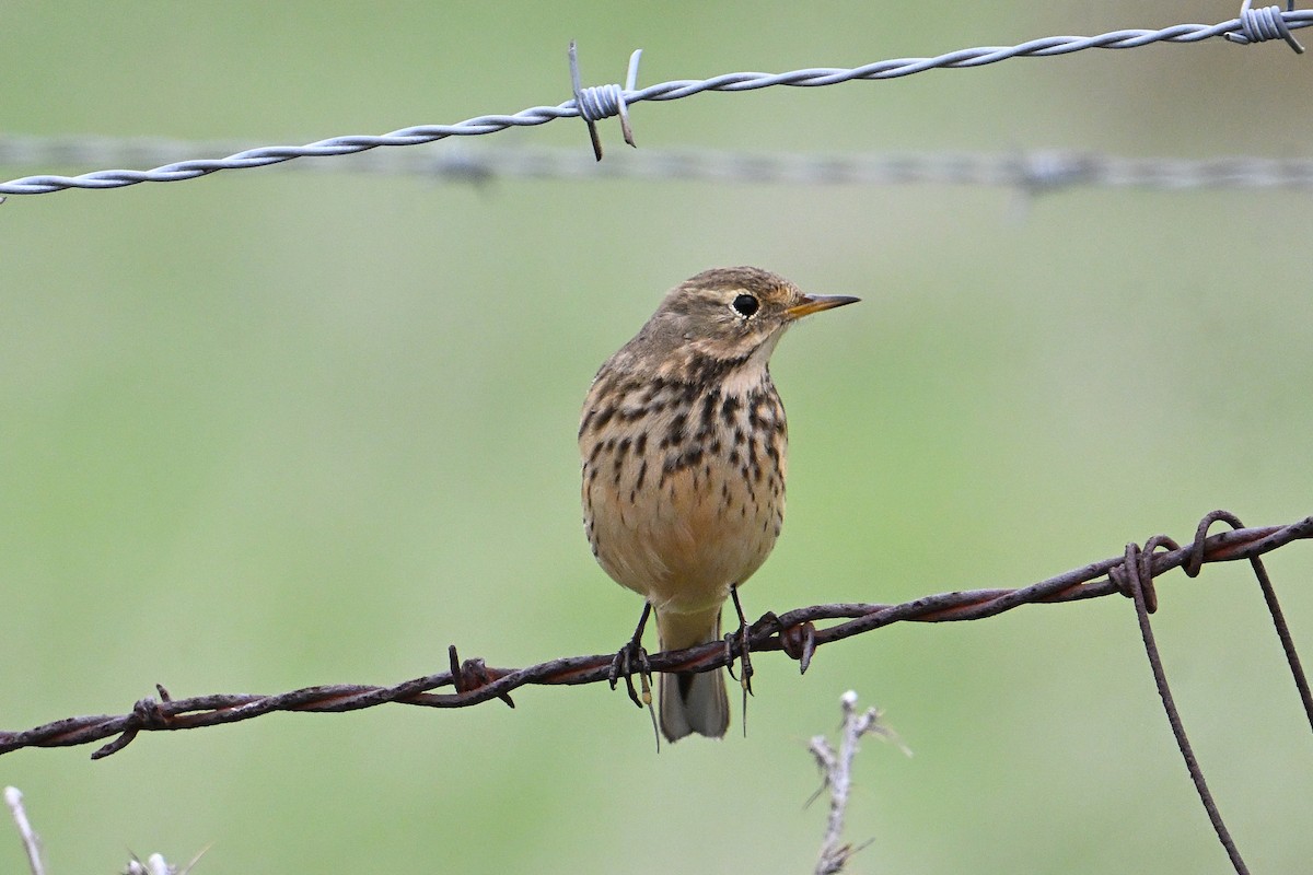 Bisbita Norteamericano - ML645873563