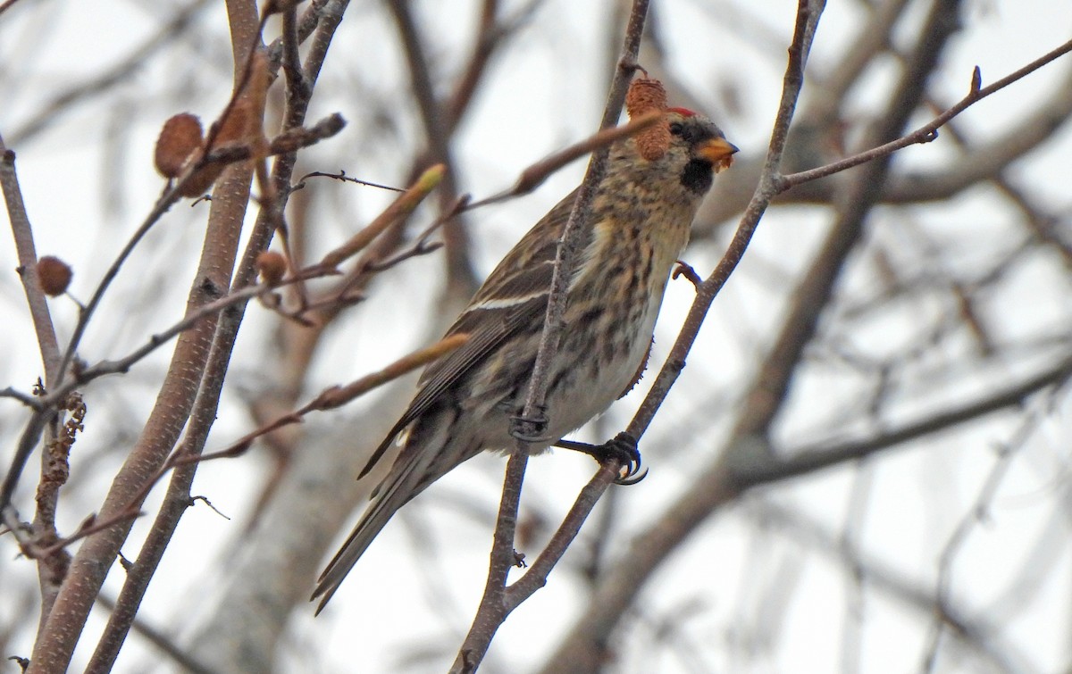 Pardillo Sizerín (norteño) - ML645873565