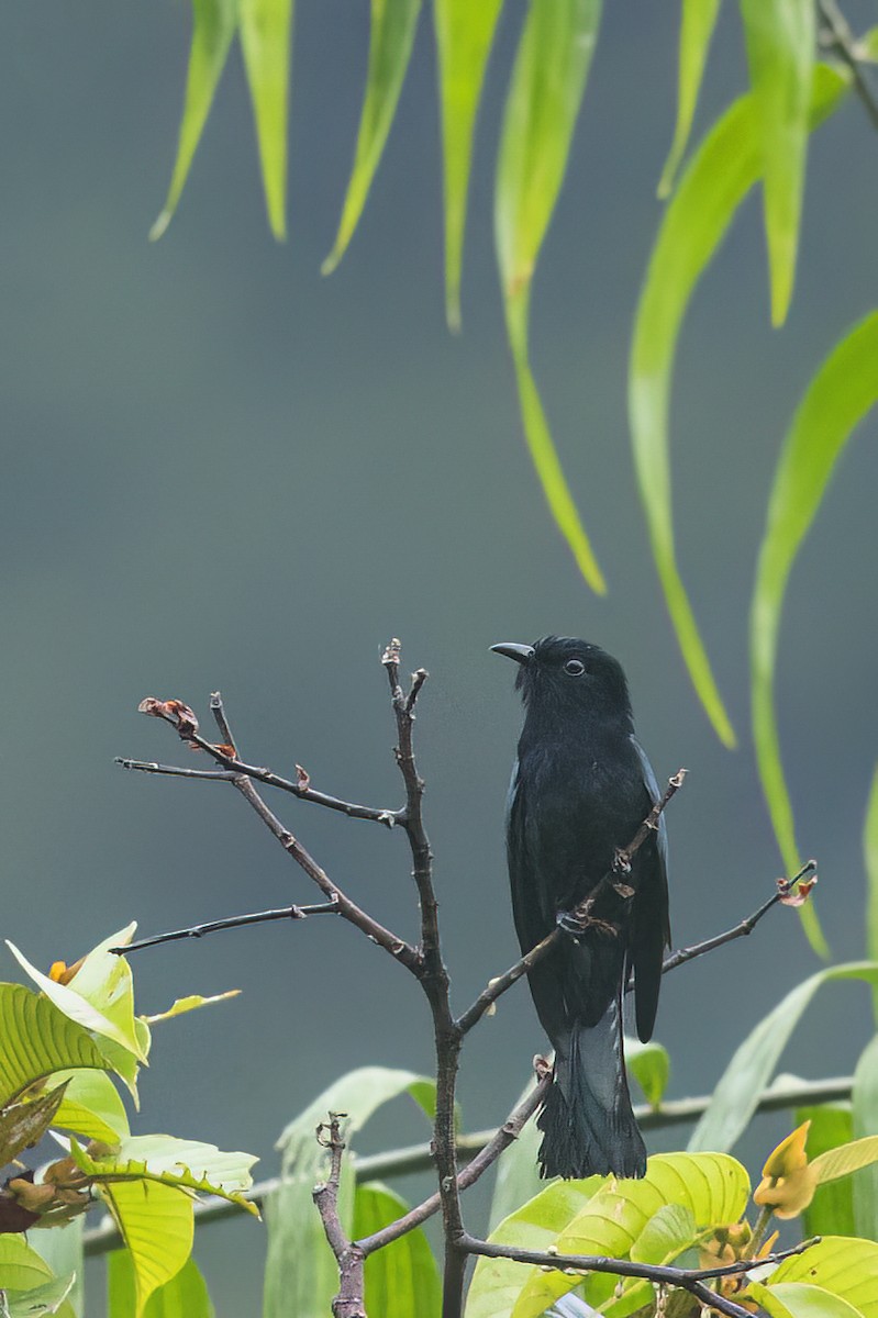 Philippine Drongo-Cuckoo - ML645873566