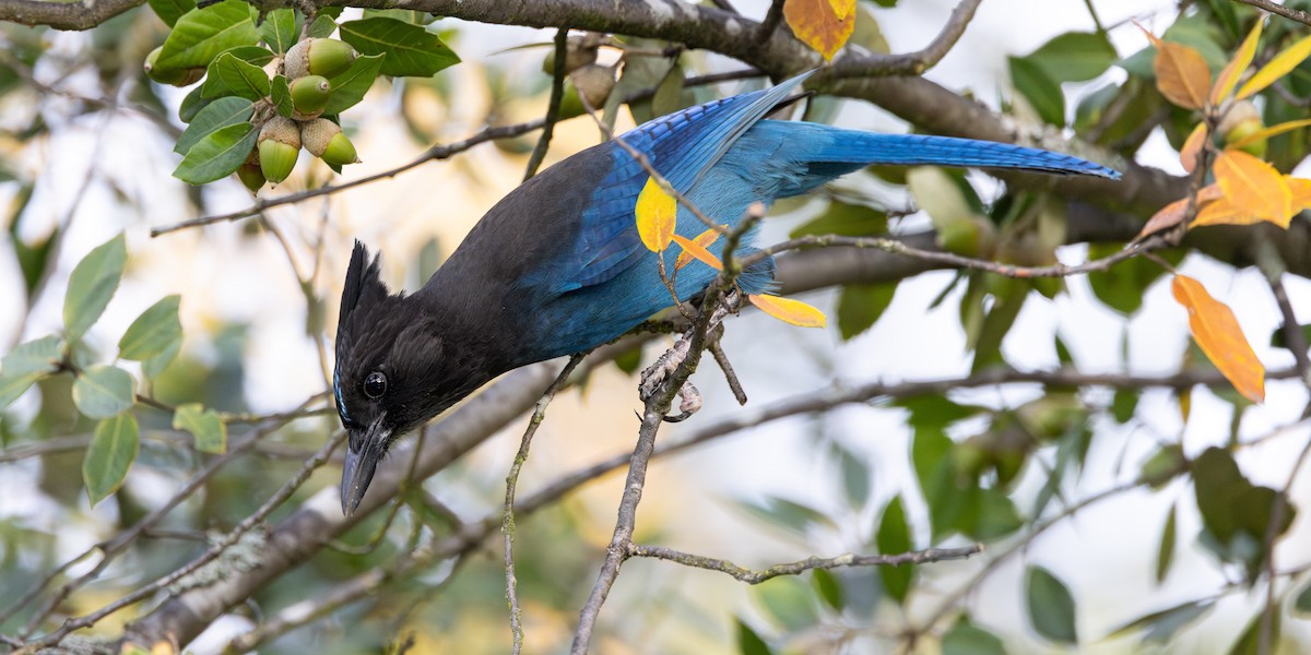 Chara de Steller - ML645873571