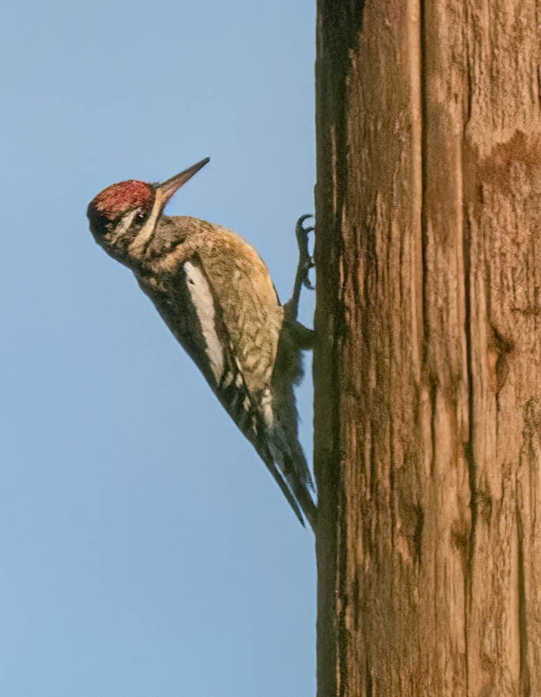 Yellow-bellied Sapsucker - ML645873572