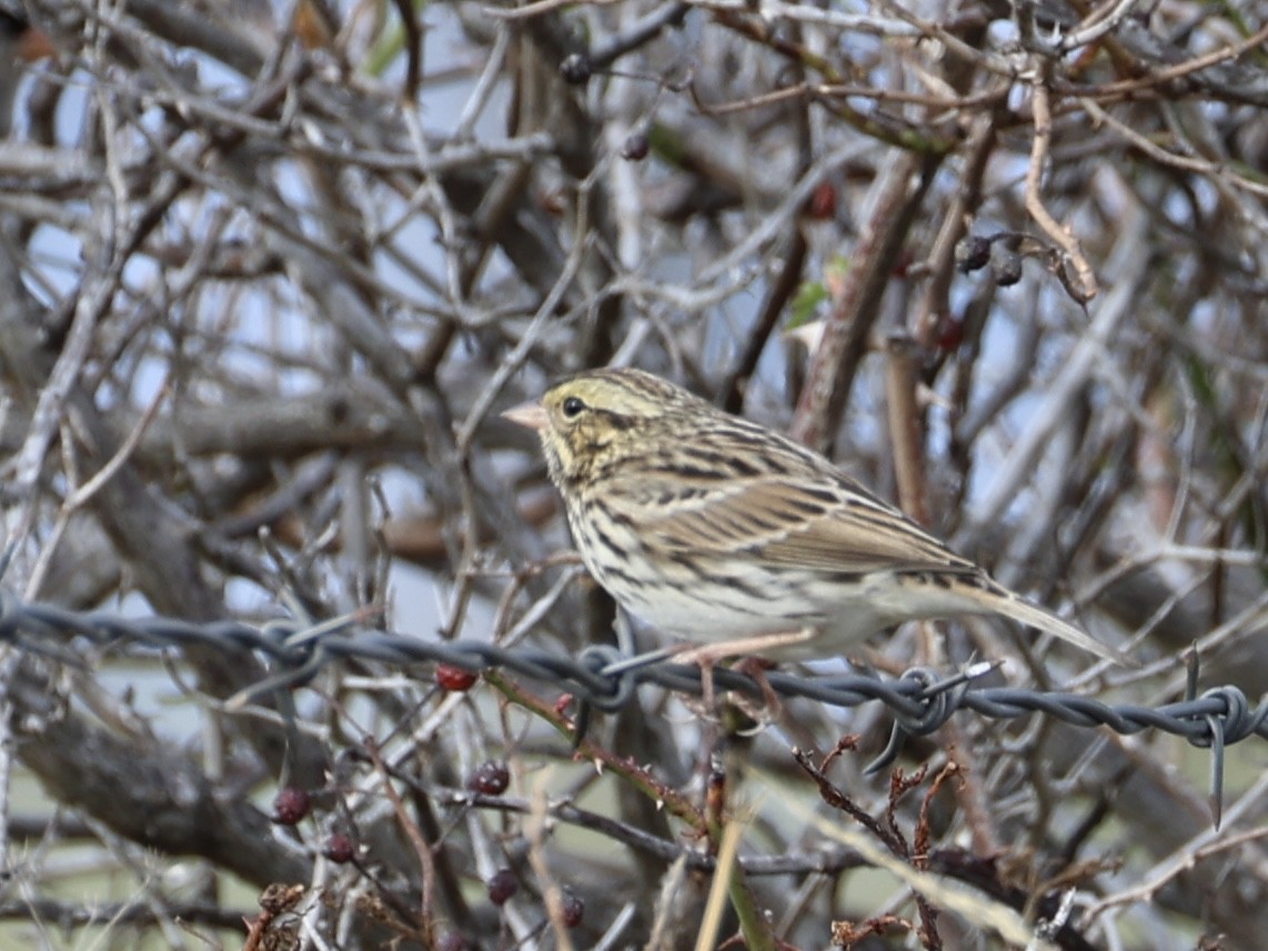Savannah Sparrow - ML645873573