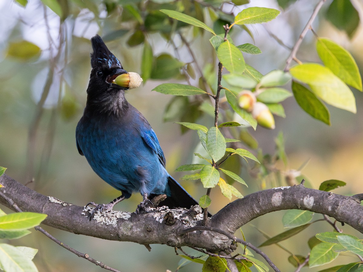 Chara de Steller - ML645873574