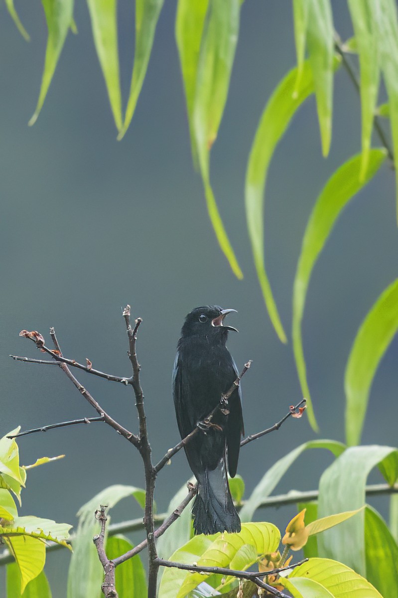 Philippine Drongo-Cuckoo - ML645873577