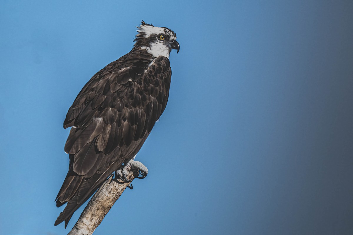 Osprey - ML645873578