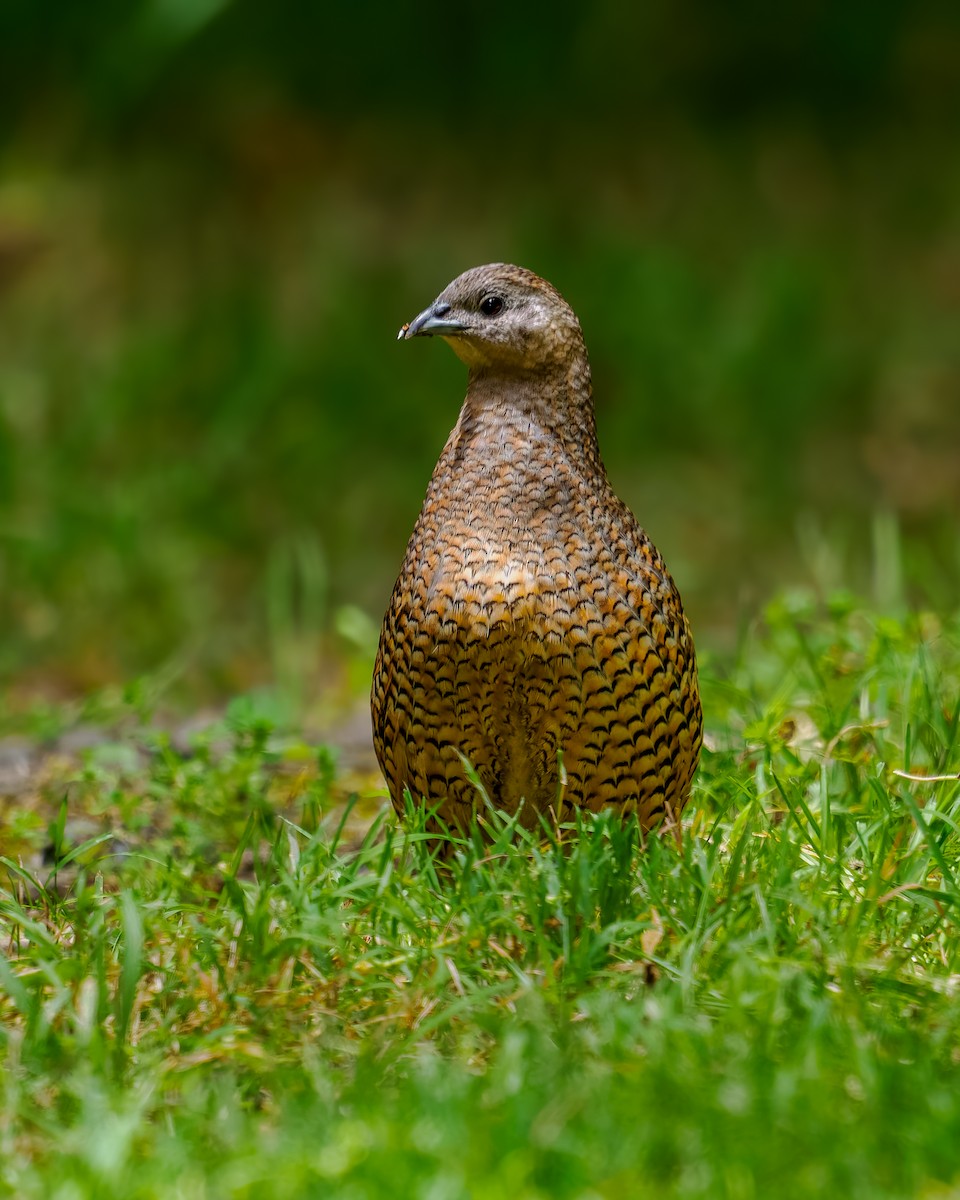 Brown Quail - ML645873579