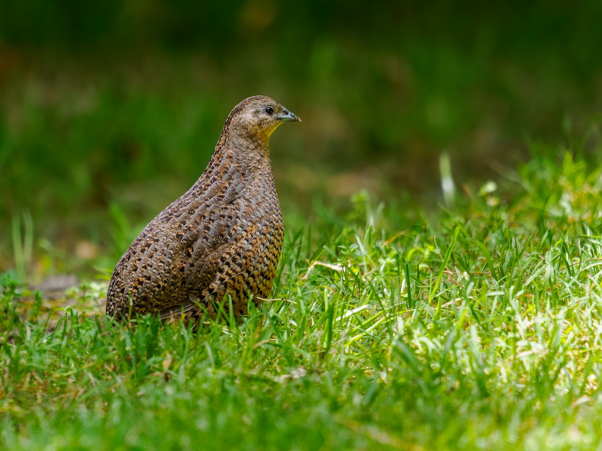 Brown Quail - ML645873580