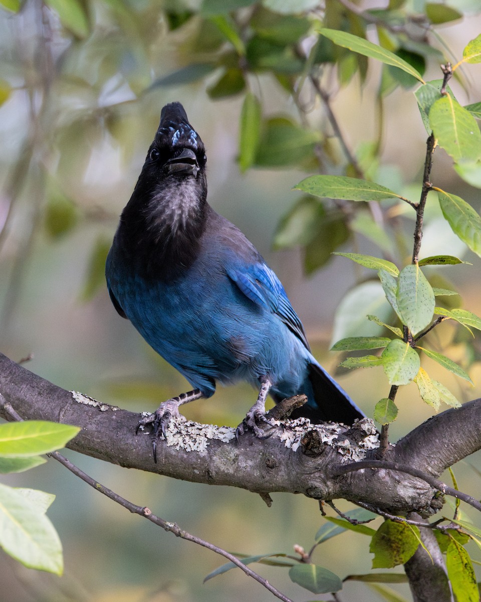 Chara de Steller - ML645873583