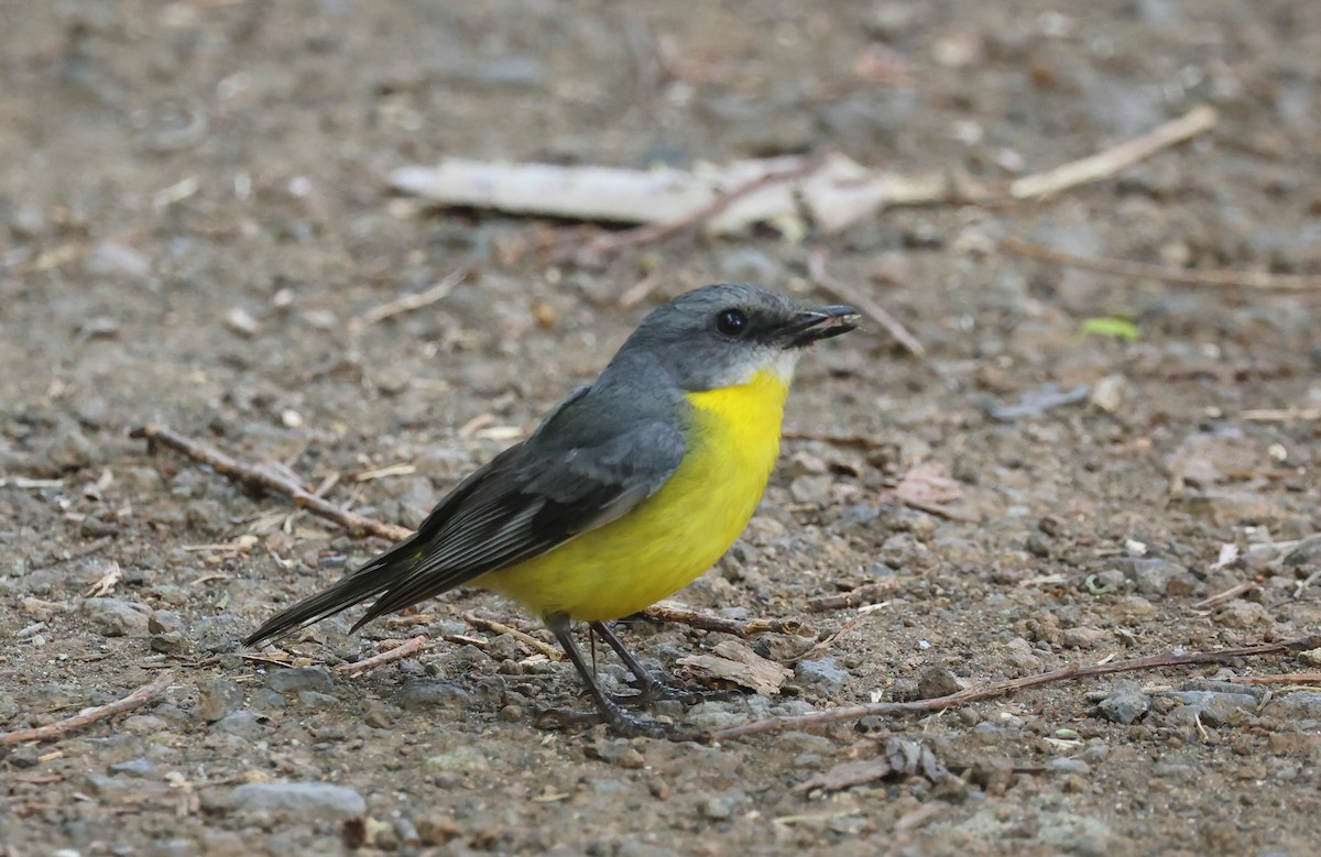 gulbrystflueskvett - ML645873586