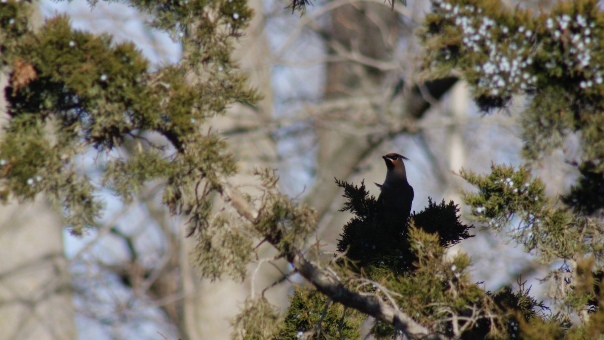 キレンジャク - ML645873587