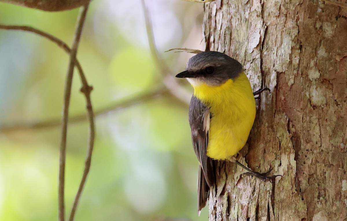 gulbrystflueskvett - ML645873588