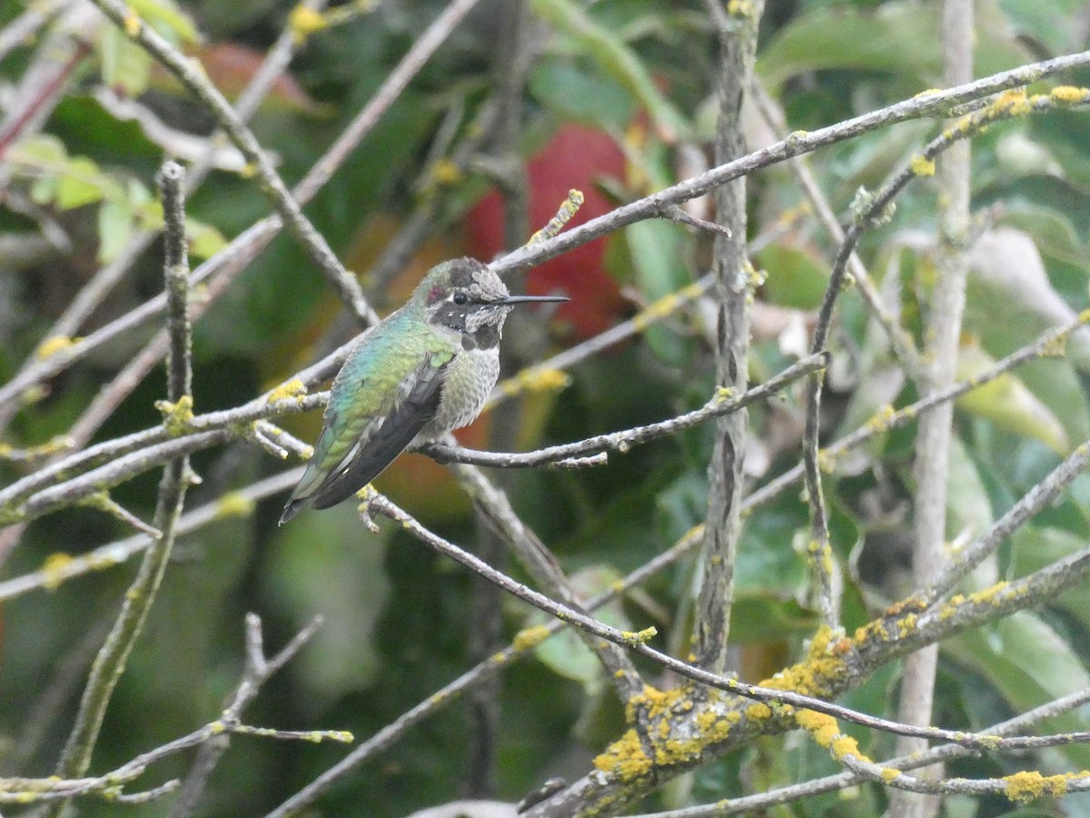Anna's Hummingbird - ML645873589