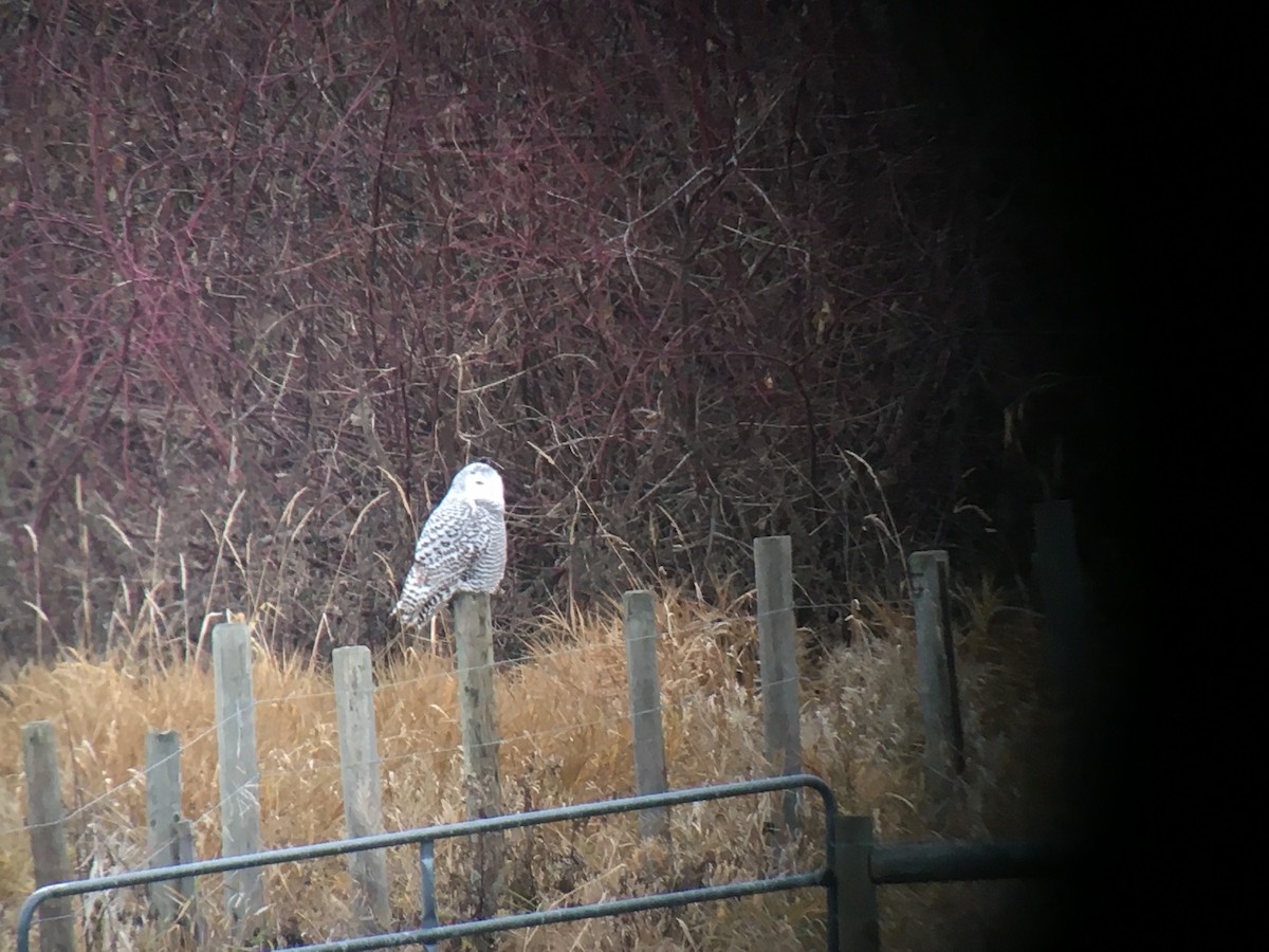 Snowy Owl - ML645873591