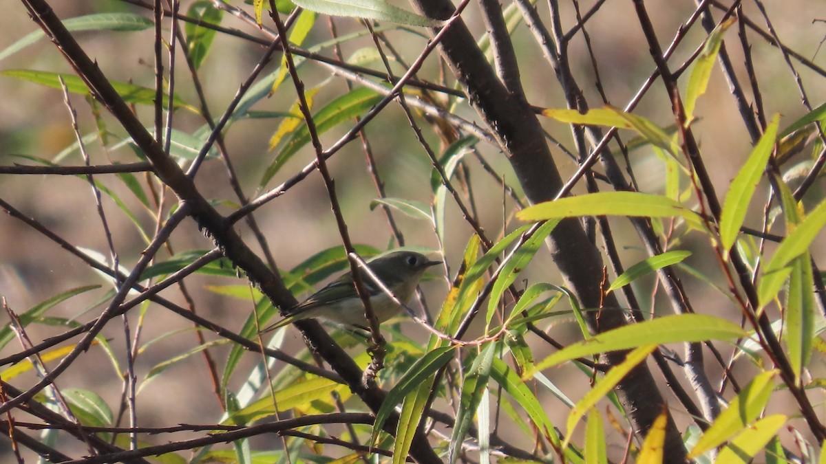 ルビーキクイタダキ - ML645873602