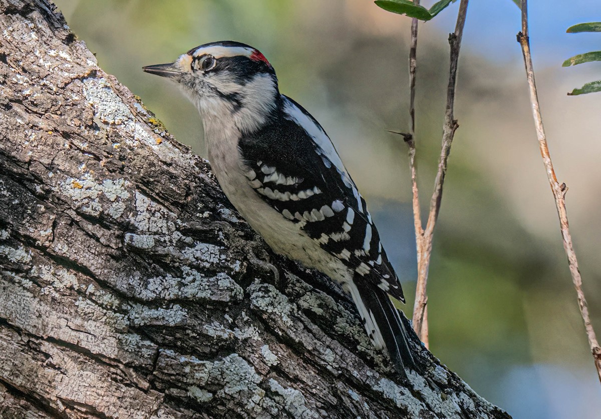Downy Woodpecker - ML645873603