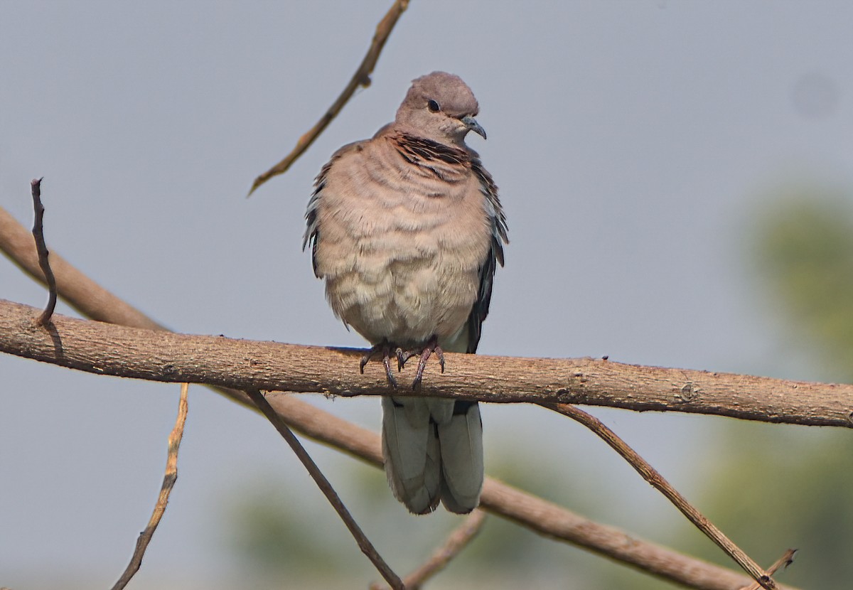 Laughing Dove - ML645873607